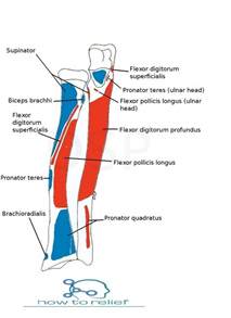 Radius Anatomy-Muscle Attachment & Bony Landmark » How To Relief