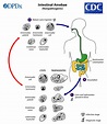 Ciclo De Vida De Entamoeba Coli