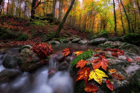 Autumn Forest Stream
