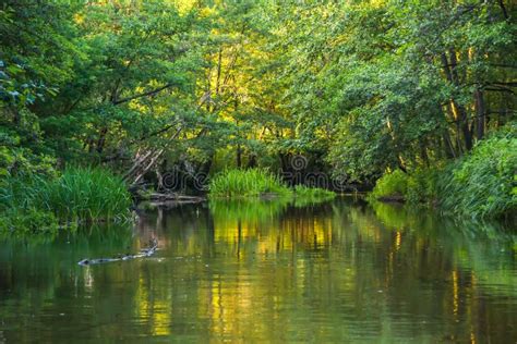 Quiet Forest River In The Evening Stock Photo Image Of Alder