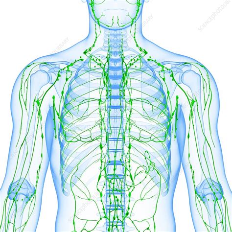 Human Lymphatic System Artwork Stock Image F0070957 Science