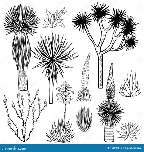 Discover 139 Terrestrial Plant Drawing Vn