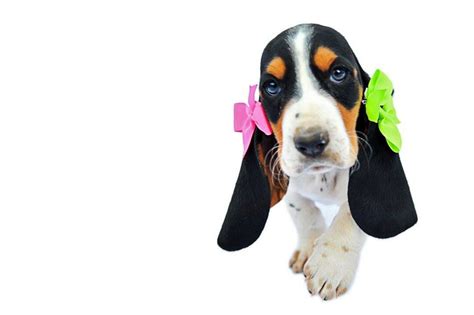 Usda licensed commercial breeders account for less than 20% of all breeders in the country. Basset Hound puppies for sale in Texas Facebook page: Bandera Basset Hounds | Puppies, Basset ...