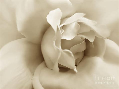 Dusty Sepia Rose Flower By Jennie Marie Schell Dusty Sepia Rose