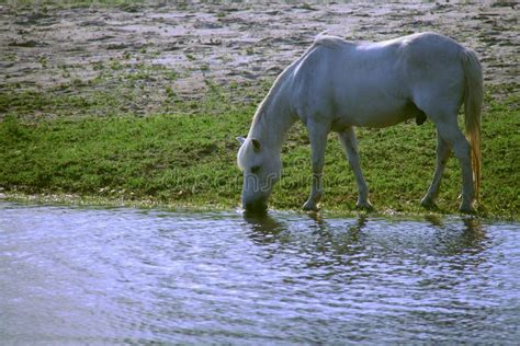 Horse Drinking From Lake Stock Photo Image Of Park Springtime 94413736