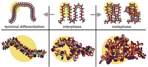 Chromatin Higher Order Folding A Perspective With Linker Dna Angles