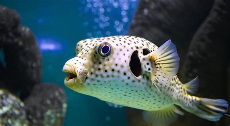 Premium Ai Image Macro Close Up View Of Porcupine Pufferfish Marine Fish