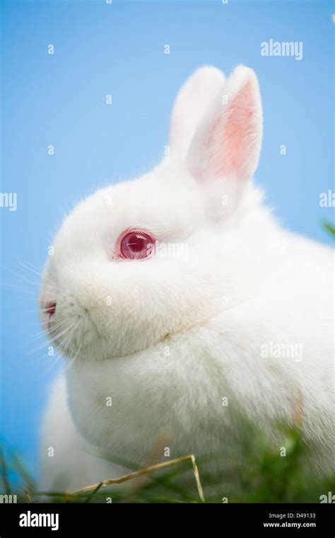 White Rabbit With Pink Eyes By Wernher Krutein Ph