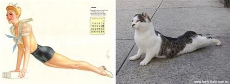 Cats That Look Like Pin Up Girls 24 Pics