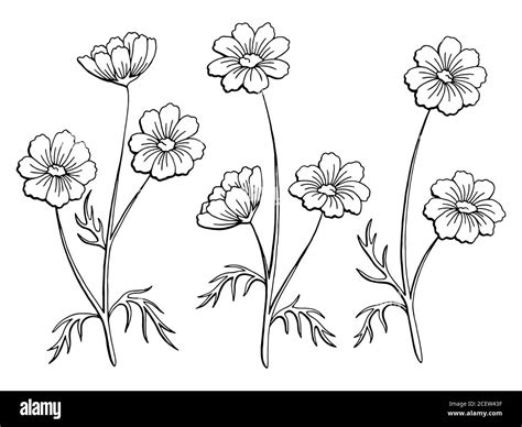 Cosmos Flower Graphic Black White Isolated Sketch Illustration Vector