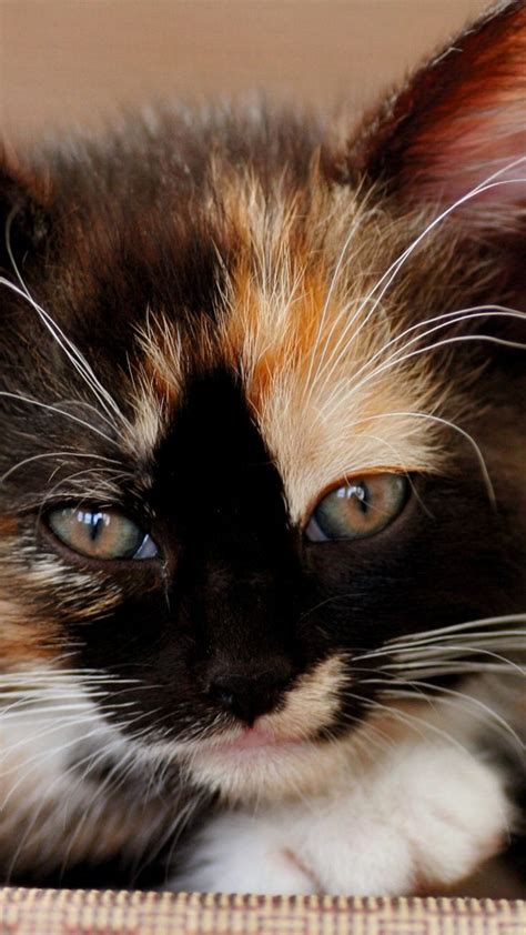 113 Best Calico Cats Images On Pinterest Kitty Cats Kitten And