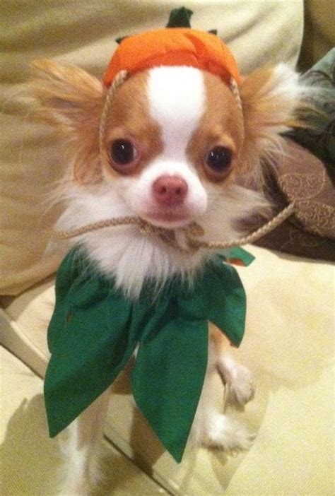 14 Costumes That Prove Chihuahuas Always Win At Halloween