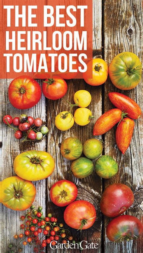 Here are the best heirloom tomato varieties for you to try this year! The best heirloom tomato varieties to grow in your garden ...