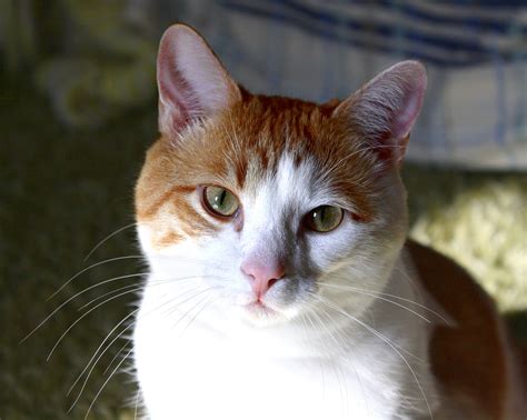 Orange White Cats Breed The Rehomers Adopt Sweetie Affectionate 5yo Female Orange