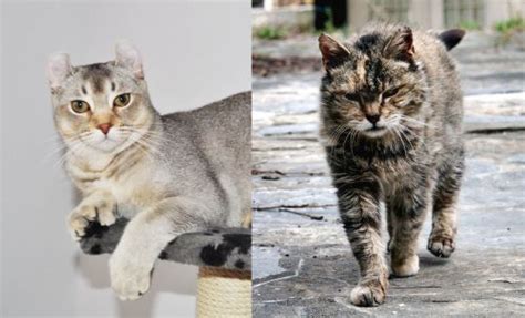 Jungle Curl Vs Farm Cat Breed Comparison Mycatbreeds