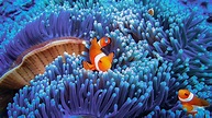 The wondrous worlds of coral reefs and why we need to protect them ...