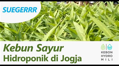 Kami adalah pelopor sayur online di tanjung pinang dan juga mempunyai kebun sayur di desa toapaya asri sejak 1985, sudah punya banyak pengalaman dibidang pertanian. Kebun Sayur Hidroponik di Jogja - YouTube