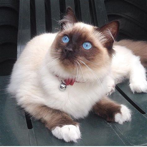 Worlds Cutest Cats On Instagram Thanks Princessalaskaragdoll Your