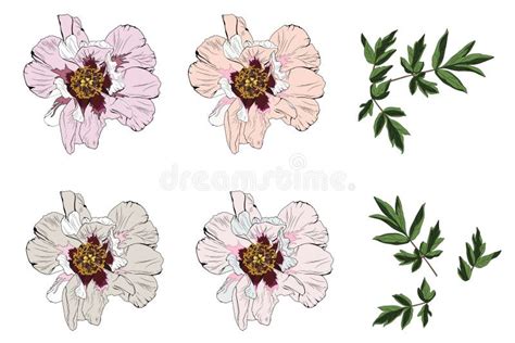 Peony Vector Clip Art Set Of 6 Flowers And Leaves Stock Illustration