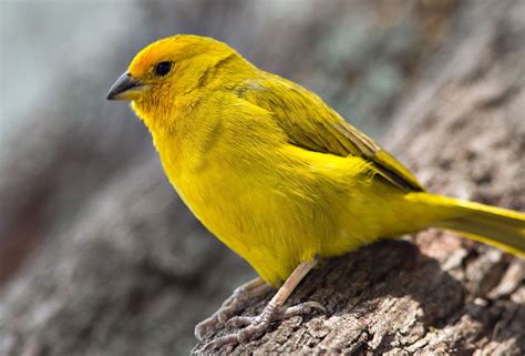 Brightly Colored Birds Are Found All Over The Big Island Big Island