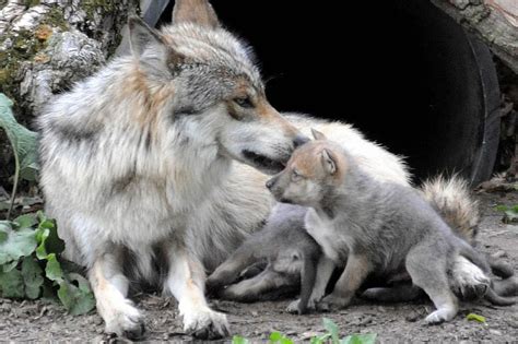 One Month Old Wolf Puppies Now On View At Brookfield Zoo Chicago Sun