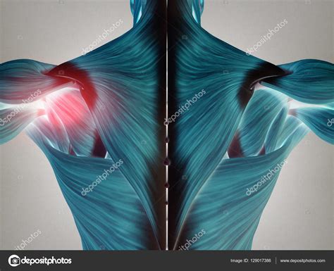 Male Torso Back Muscles Stock Photo By ©anatomyinsider 129017386