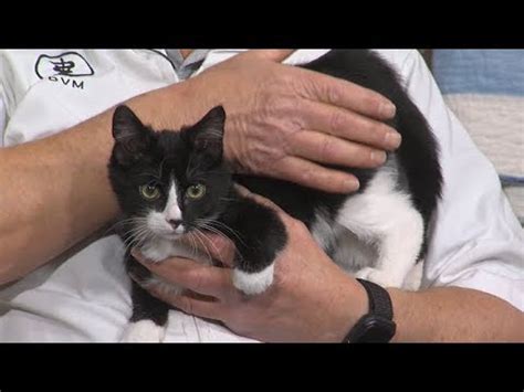 The feline aorta leaves the heart with. Pet Doctor: Saddle Thrombus - YouTube