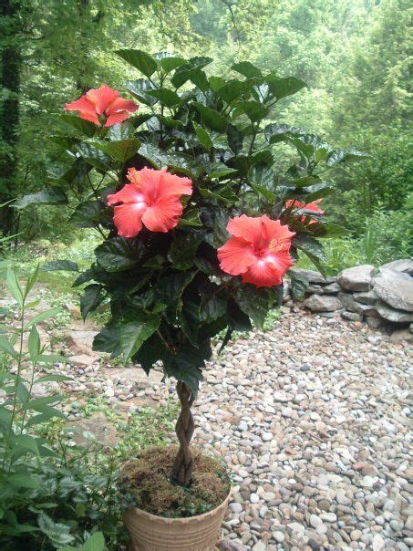 Popular landscape tropical hibiscus cultivar. Trees, Beautiful and Mothers on Pinterest