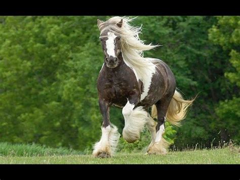 Most Beautiful Horse Breeds Around The World Horsetv Live