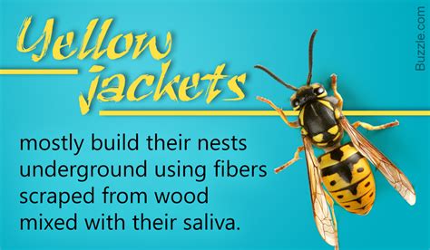 Crazily Interesting Facts About Yellow Jackets