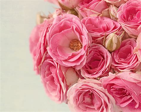 Desktop Wallpapers Rose Pink Color Flowers Closeup