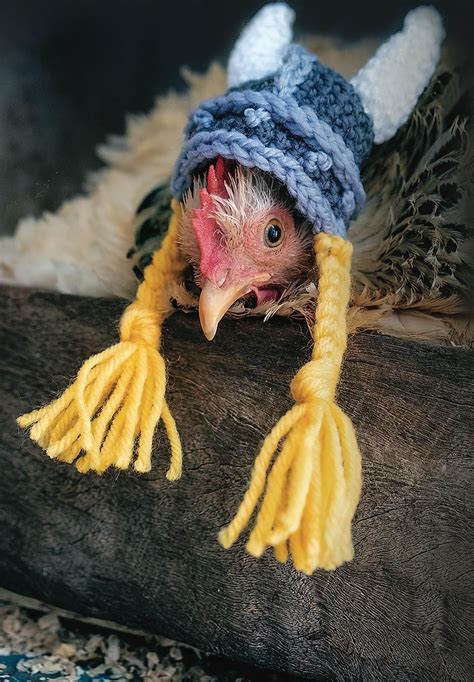 Chickens Rule Why The Backyard Chook Is The Pet Of The Decade Chicken