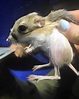 Site visit insights: Jumping into kangaroo rat habitat | THE WILDLIFE ...