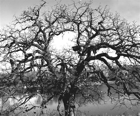 Gnarly Tree Photograph By Hans Kaiser Fine Art America