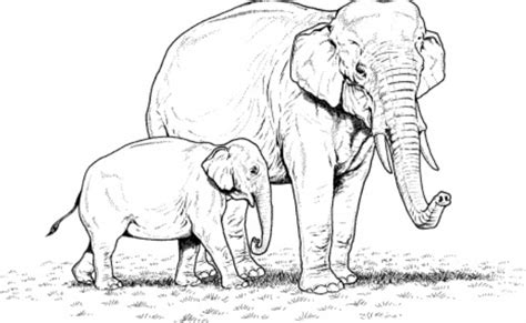 Mewarnai Binatang Gajah Untuk Anak Tk