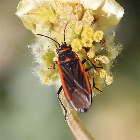 Bug Id Melacoryphus Lateralis Bugguidenet