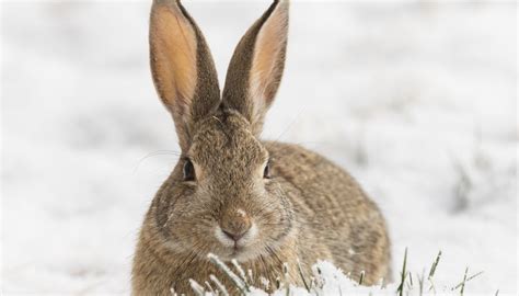How To Feed Wild Rabbits In The Winter Animals