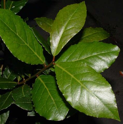 Bay Laurel Plants — Veggie Gardening Tips