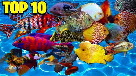 Top 10 Most Beautiful Fish In The World Owlcation Vlrengbr