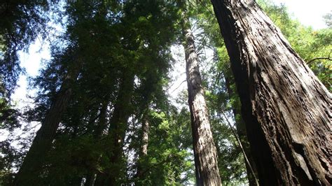 Redwoods Santa Cruz Ca Some Of The Tallest And Most Beautiful Trees