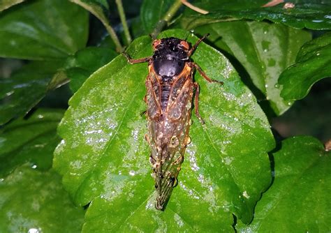 Yes Brood X Cicadas Pee The Washington Post