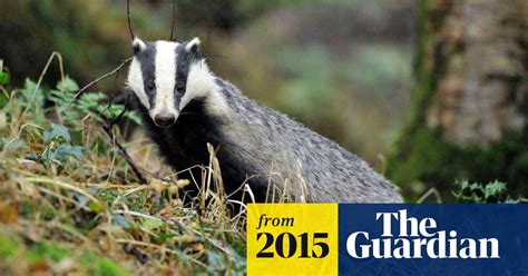 Experts Call For Immediate Halt To £7000 Per Badger Cull Badgers