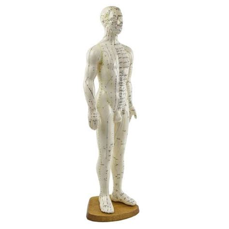 Modello Anatomico Di Corpo Intero H134005 HeineScientific Di