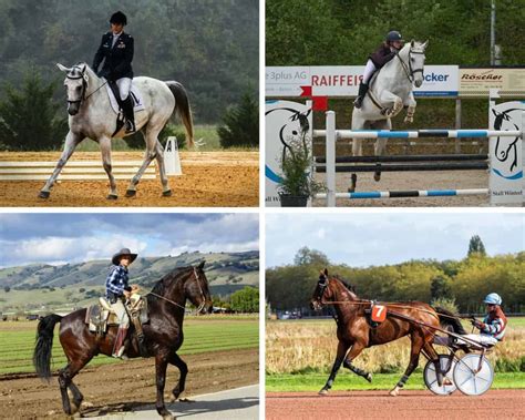 The Different Horse Riding Disciplines A Complete Guide Horse Learner