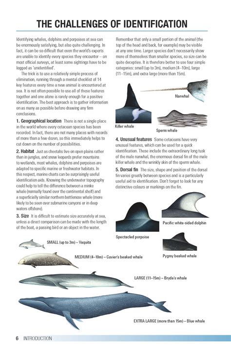 Field Guide To Whales Dolphins And Porpoises Veldshopnl