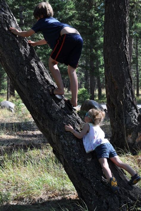 Tree Climbing With Kids 12 Best Tips And Tricks ⋆ Take Them Outside