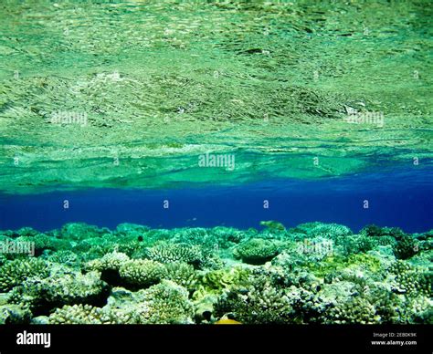Amazing Underwater View In Sharm El Sheikh Red Sea Egypt Stock Photo