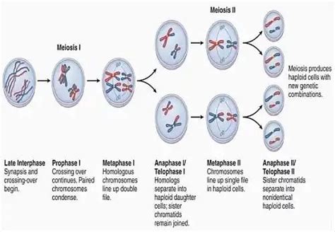Describe The Stages Of Meiosis 1 And 2 Abigail Has Bartlett