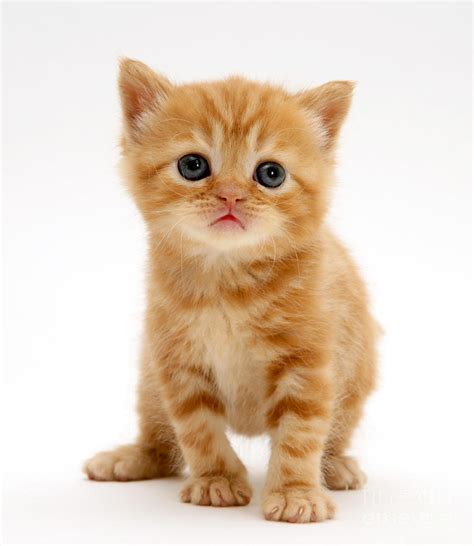 British Shorthair Red Tabby Kitten Photograph By Jane Burton Fine Art