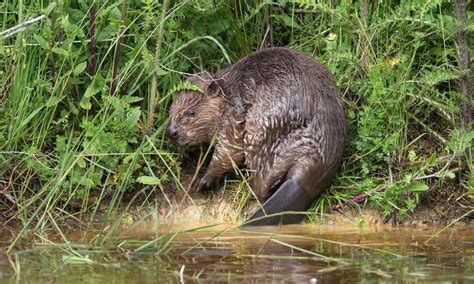 Beavers Released In Forest Of Dean As Solution To Flooding Forest Of